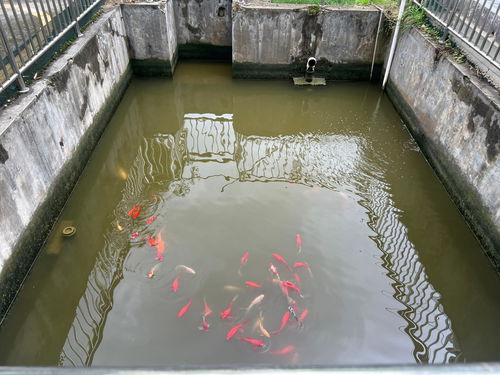 多彩貴州網(wǎng) 每天自產(chǎn)自銷(xiāo)50噸污水，這家藥廠如何做到的？——餐廚垃圾處理的另類(lèi)模式